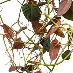 Philodendron Micans - Velvet Leaf Philodendron 23 Philodendron Micans - Velvet Leaf Philodendron -Hortology Plants Shop Philodendron micans Velvet Leaf Swatch 2