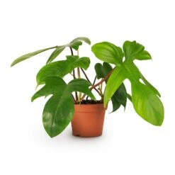 Philodendron Pedatum - Oak Leaf Philodendron -Hortology Plants Shop Philodendron pedatum Oak Leaf Philodendron 12x25cm