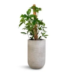 Cody Ridged Tall Planter - Cement 17 Cody Ridged Tall Planter - Cement -Hortology Plants Shop Philodendron pedatum Oak Leaf Philodendron Moss Pole 21x100cm Cody Plant Vase Ridged Cement 28x45cm 345985ed f7c5 4d87 96b9 7b23d7893316