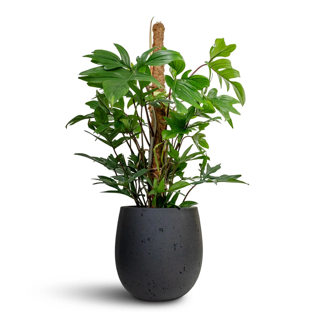 Grigio Balloon Plant Pot - Anthracite Concrete 5 Grigio Balloon Plant Pot - Anthracite Concrete - Image 3