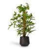 Philodendron Pedatum - Oak Leaf Philodendron - Moss Pole 1 Philodendron Pedatum - Oak Leaf Philodendron - Moss Pole -Hortology Plants Shop Philodendron pedatum Oak Leaf Philodendron Moss Pole 21x100cm RaindropTubeRoundPlanter Anthracite 30x26cm