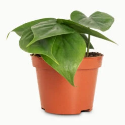 Philodendron Scandens - Sweetheart Plant -Hortology Plants Shop Philodendron scandens 10.5x20cm