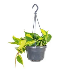 Philodendron Scandens Brasil - Sweetheart Plant -Hortology Plants Shop Philodendron scandens Brasil Sweetheart Plant 15x30cm ee022e70 5590 4839 85d3 d94c8ba76f23