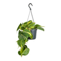 Philodendron Scandens Brasil - Sweetheart Plant -Hortology Plants Shop Philodendron scandens Brasil Sweetheart Plant 17x30cm