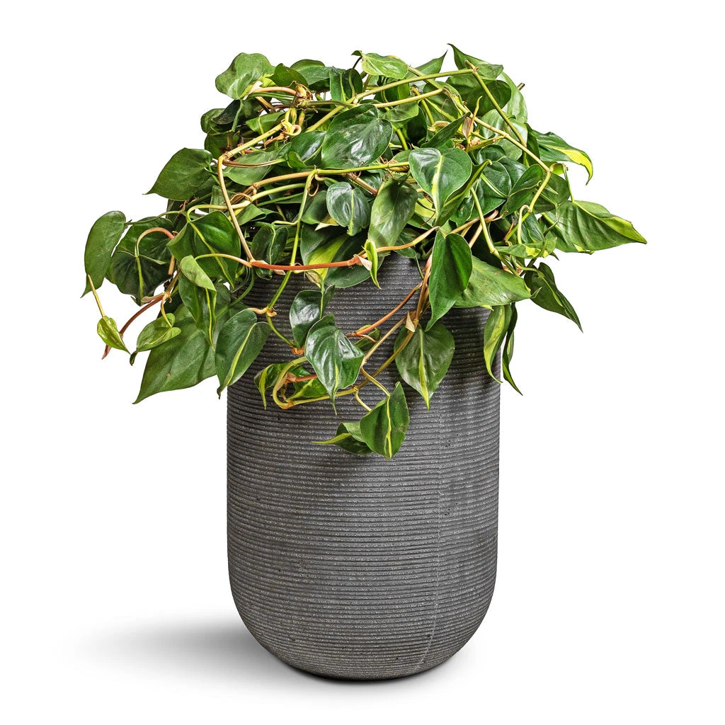 Cody Ridged Tall Planter - Dark Grey 8 Cody Ridged Tall Planter - Dark Grey - Image 6