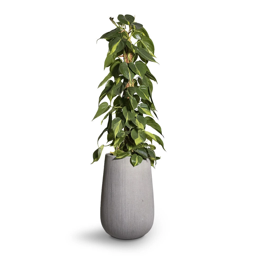 Patt High Ridged Planter - Cement 8 Patt High Ridged Planter - Cement - Image 6