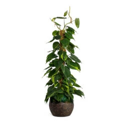 Philodendron Scandens Brasil - Sweetheart Plant - Moss Pole -Hortology Plants Shop Philodendron scandens Brasil Sweetheart Plant Moss Pole Lindy Plant Pot Black Green