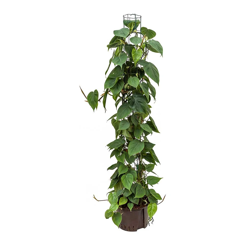 Philodendron Scandens - Column - HydroCare 3 Philodendron Scandens - Column - HydroCare