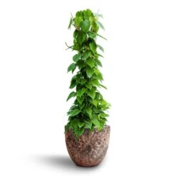 Philodendron Scandens - Column - HydroCare 19 Philodendron Scandens - Column - HydroCare -Hortology Plants Shop Philodendron scandens Column Hydroculture Lava Couple Relic Planter Pink