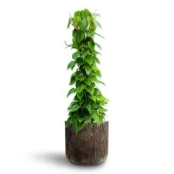 Philodendron Scandens - Column - HydroCare 15 Philodendron Scandens - Column - HydroCare -Hortology Plants Shop Philodendron scandens Column Hydroculture Luxe Lite Waterfall Cylinder Planter Bronze