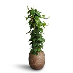 Philodendron Scandens - Column - HydroCare 16 Philodendron Scandens - Column - HydroCare -Hortology Plants Shop Philodendron scandens Column Hydroculture Polystone Coated Plain Balloon Planter Rock