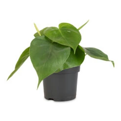 Philodendron Scandens - Sweetheart Plant -Hortology Plants Shop Philodendron scandens Sweetheart Plant 12x20cm 1