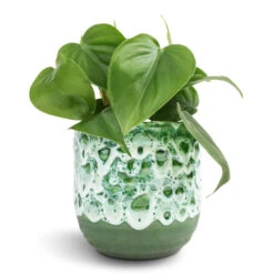 Philodendron Scandens - Sweetheart Plant -Hortology Plants Shop Philodendron scandens Sweetheart Plant 12x20cm Ocean Glaze Plant Pot Emerald 13x13cm