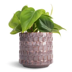 Philodendron Scandens - Sweetheart Plant -Hortology Plants Shop Philodendron scandens Sweetheart Plant 12x20cm Stian Plant Pot Lavender Candy 13x12cm