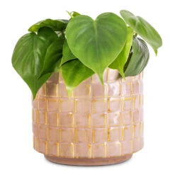 Philodendron Scandens - Sweetheart Plant -Hortology Plants Shop Philodendron scandens Sweetheart Plant 12x20cm Stian Plant Pot Soft Nougat 16x15cm