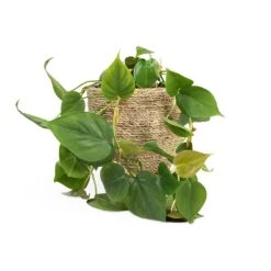 Philodendron Scandens - Sweetheart Plant -Hortology Plants Shop Philodendron scandens Sweetheart Plant 15x30cm Cody Plant Pot Straw Grass 22x20cm b76481fa fd97 43c1 8ae9 c16bbbe9ce01