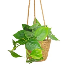 Philodendron Scandens - Sweetheart Plant -Hortology Plants Shop Philodendron scandens Sweetheart Plant 15x30cm Igmar Hanging Plant Basket Natural 17x14cm 0674b094 d88d 41f6 b7bf ff9c1b87c712