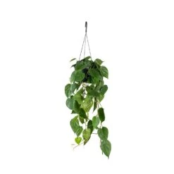 Philodendron Scandens - Sweetheart Plant -Hortology Plants Shop Philodendron scandens Sweetheart Plant 17x30cm