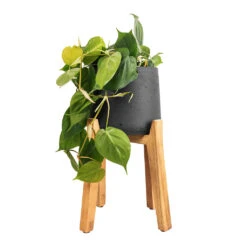 Philodendron Scandens - Sweetheart Plant -Hortology Plants Shop Philodendron scandens Sweetheart Plant 17x30cm Patt Plant Pot Tall Stand Black Washed 30x43cm 4a2880d2 3507 4669 8b46 44d1d866ea87