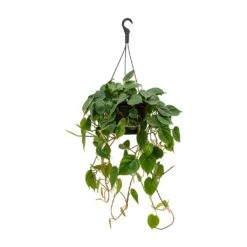Philodendron Scandens - Sweetheart Plant -Hortology Plants Shop Philodendron scandens Sweetheart Plant 28x50cm