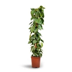 Philodendron Scandens - Sweetheart Plant - Moss Pole 13 Philodendron Scandens - Sweetheart Plant - Moss Pole -Hortology Plants Shop Philodendron scandens Sweetheart Plant Moss Pole 27x150cm