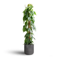 Charlie Plant Pot - Black Washed -Hortology Plants Shop Philodendron scandens Sweetheart Plant Moss Pole 27x150cm Charlie Plant Pot Black Washed 32x31cm 7 fb94d699 8d67 4d87 aaa0 357306b43fee