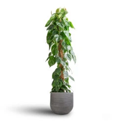 Philodendron Scandens - Sweetheart Plant - Moss Pole 12 Philodendron Scandens - Sweetheart Plant - Moss Pole -Hortology Plants Shop Philodendron scandens Sweetheart Plant Moss Pole 27x150cm Cody Plant Pot Ridged Dark Grey 35x31cm 7