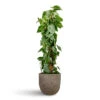 Philodendron Scandens - Sweetheart Plant - Moss Pole 2 Philodendron Scandens - Sweetheart Plant - Moss Pole -Hortology Plants Shop Philodendron scandens Sweetheart Plant Moss Pole 27x150cm Russell Mountain Planter Granite Grey 42x36cm