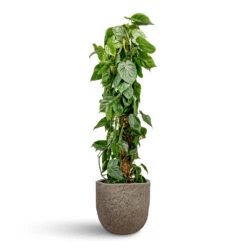 Philodendron Scandens - Sweetheart Plant - Moss Pole