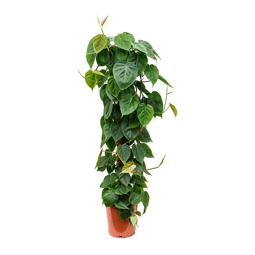 Philodendron Scandens - Sweetheart Plant - Moss Pole 5 Philodendron Scandens - Sweetheart Plant - Moss Pole - Image 3