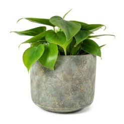 Philodendron Scandens - Sweetheart Plant -Hortology Plants Shop Philodendron scandens Sweetheart Plant Saar Plant Pot Earth Cement