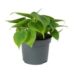 Philodendron Scandens - Sweetheart Plant -Hortology Plants Shop Philodendron scandens Sweetheart Plant Small