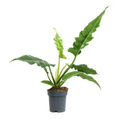 Thaumatophyllum Bipinnatifidum Narrow - Philodendron Tiger Tooth -Hortology Plants Shop Philodendron selloum Narrow Tiger Tooth 14x30cm