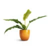 Thaumatophyllum Bipinnatifidum Narrow - Philodendron Tiger Tooth -Hortology Plants Shop Philodendron selloum Narrow Tiger Tooth 14x30cm Jolin Plant Pot Ochre 16x14cm