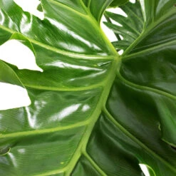 Thaumatophyllum Bipinnatifidum - Tree Philodendron Selloum 10 Thaumatophyllum Bipinnatifidum - Tree Philodendron Selloum -Hortology Plants Shop Philodendron selloum Tree Philodendron DETAIL