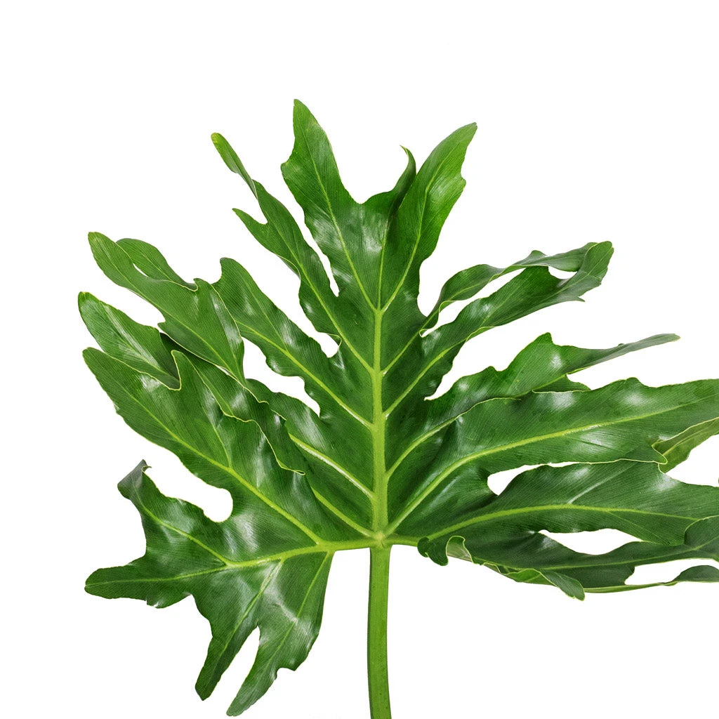 Thaumatophyllum Bipinnatifidum - Tree Philodendron Selloum 7 Thaumatophyllum Bipinnatifidum - Tree Philodendron Selloum - Image 5