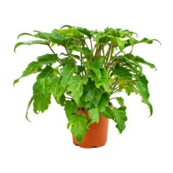 Thaumatophyllum Xanadu - Philodendron Xanadu -Hortology Plants Shop Philodendron xanadu 19x55cm