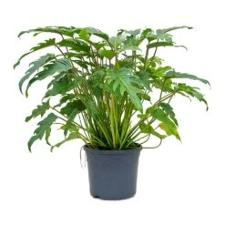 Thaumatophyllum Xanadu - Philodendron Xanadu -Hortology Plants Shop Philodendron xanadu 31x80cm