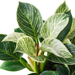 Philodendron Birkin - White Wave 21 Philodendron Birkin - White Wave -Hortology Plants Shop PhilodendronBirkin WhiteWave 2