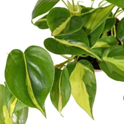 Philodendron Scandens Brasil - Sweetheart Plant -Hortology Plants Shop PhilodendronscandensBrasil SweetheartPlant 1