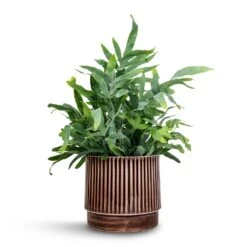Nella Plant Pot - Coffee 18 Nella Plant Pot - Coffee -Hortology Plants Shop Phlebodium Blue Star Blue Star Fern 21x50cm Nella Plant Pot Coffee 21x19cm 5ab0091b 1136 49e8 8266 a4cd972c48bb