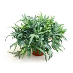 Phlebodium Blue Star - Blue Star Fern 23 Phlebodium Blue Star - Blue Star Fern -Hortology Plants Shop Phlebodium Blue Star Blue Star Fern 26x60 cm