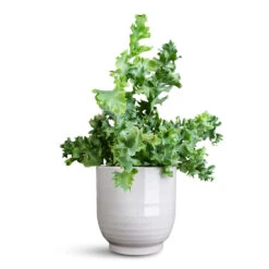 Sofia Plant Pot - Grey 18 Sofia Plant Pot - Grey -Hortology Plants Shop Phlebodium davana 12x25cm Sofia Pot Grey 15.5x15.5cm 1