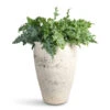 Phlebodium Davana - Blue Star Fern 2 Phlebodium Davana - Blue Star Fern -Hortology Plants Shop Phlebodium davana 20x55cm Artemis Mediterranean Planter Chalk White 42.5x58cm