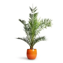 Charlotte Plant Pot - Orange 40 Charlotte Plant Pot - Orange -Hortology Plants Shop Phoenix Canariensis Canary Island Date Palm 21x130cm Charlotte Plant Pot Orange 29x25cm 5949e52b a23d 47b5 bc4d 36092620ae12