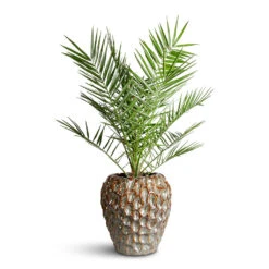 Rachel Plant Pot - Ocean 17 Rachel Plant Pot - Ocean -Hortology Plants Shop Phoenix canariensis 19x100cm Rachel Pot Ocean 32x33cm