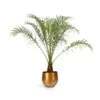 Phoenix Roebelenii - Pygmy Date Palm -Hortology Plants Shop Phoenix roebelenii Pygmy Date Palm 17x50cm Ayka Metal Plant Pots Set4 Old Camel