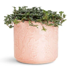Betsy Embossed Plant Pot - Floral Pink -Hortology Plants Shop Pilea glaucophylla Greyzy Silver Sparkles 12x20cm etsy Pot Floral Pink 13.5x12cm 1