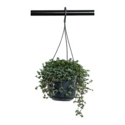 Pilea Glaucophylla Greyzy - Silver Sparkles 16 Pilea Glaucophylla Greyzy - Silver Sparkles -Hortology Plants Shop Pilea glaucophylla Greyzy Silver Sparkles 15cm