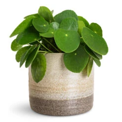 Pilea Peperomioides - Chinese Money Plant -Hortology Plants Shop Pilea peperomioides 15x25cm Gia Pot Stone Granite 19x16cm